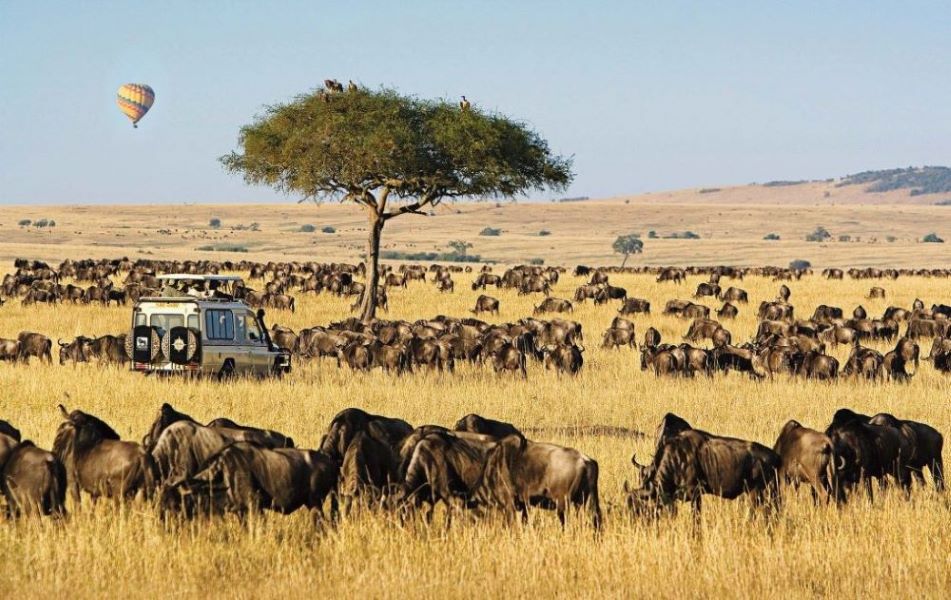 Budget Safaris