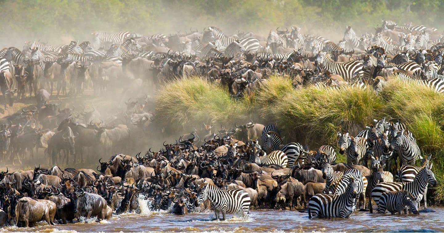 Wildebeest Migration 