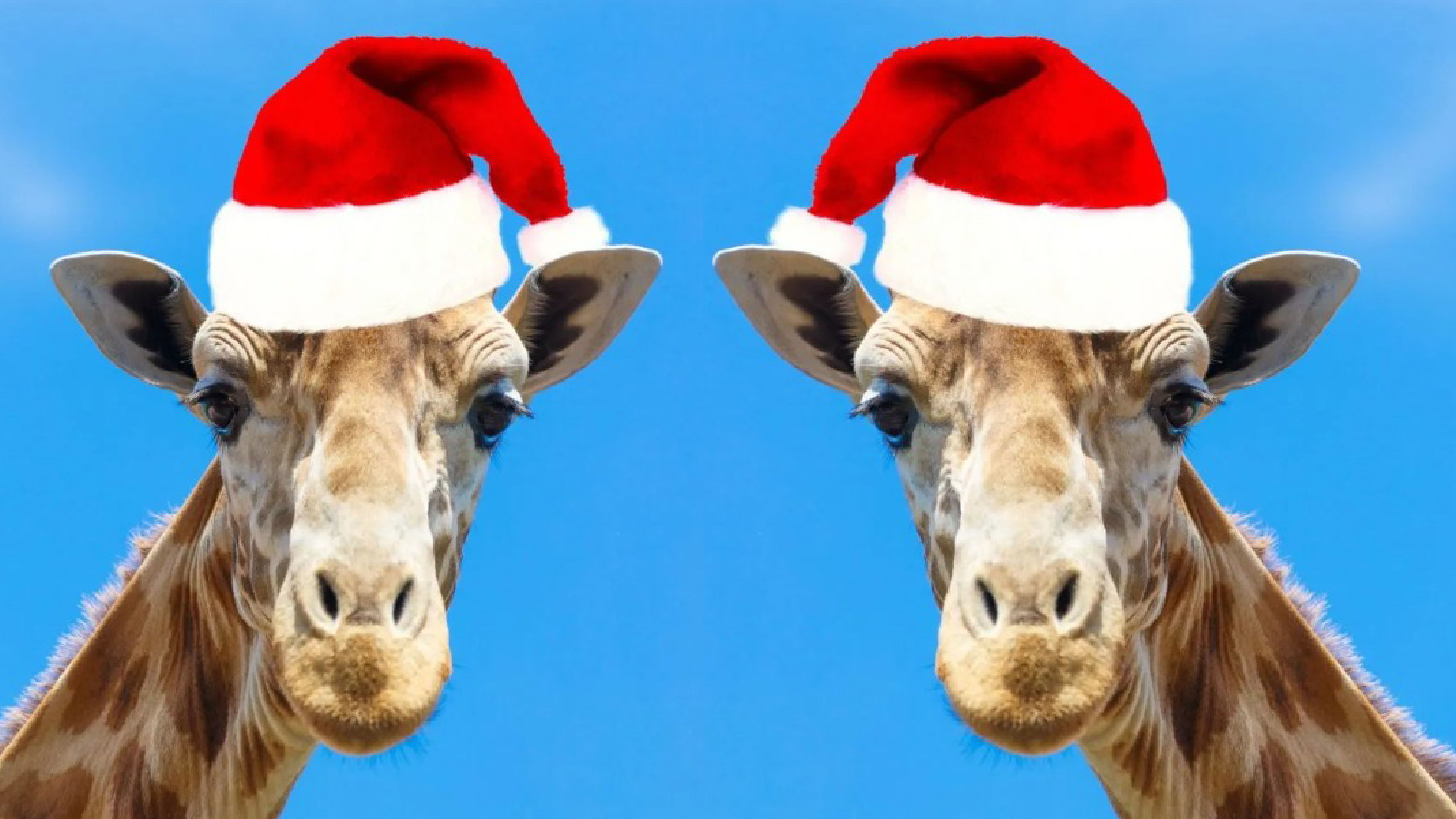  Safari For Christmas