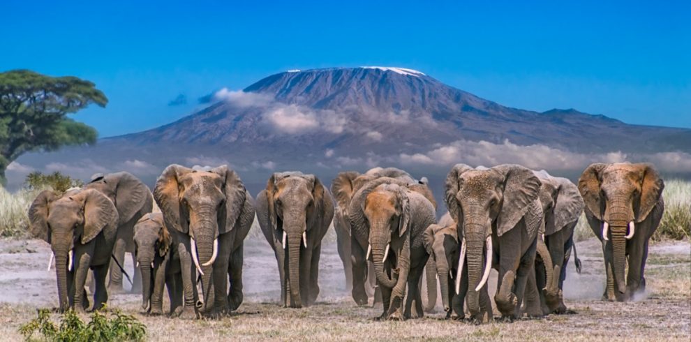 Wildlife Safaris in Kenya 