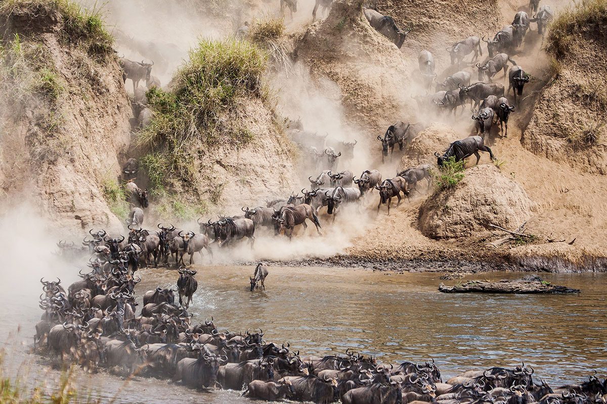 Wildebeest Migration 2024