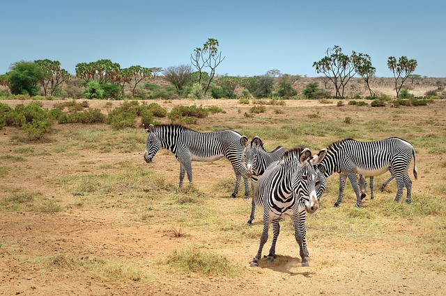 Zebras 