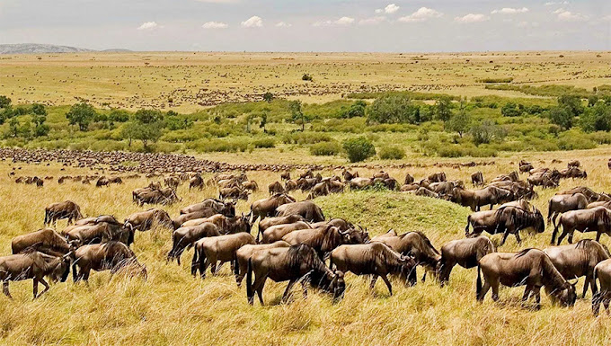 Mara Budget (basic) Camp (GJD)